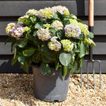 Hydrangea Original Mophead - Blue | Blue Hydrangea Height 30-40cm Width 50cm - 12lt