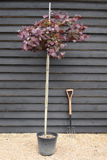 Cercis canadensis 'Ruby Falls' | Judas Tree - Height 180-200cm - Clear Stem - 20lt