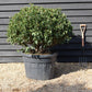 Prunus lusitanica 'Angustifolia' Ball - Width 80-90cm - 55lt