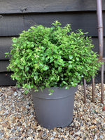 Pittosporum tenuifolium 'Gold Ball' (Golden Ball) - 30cm - 10lt