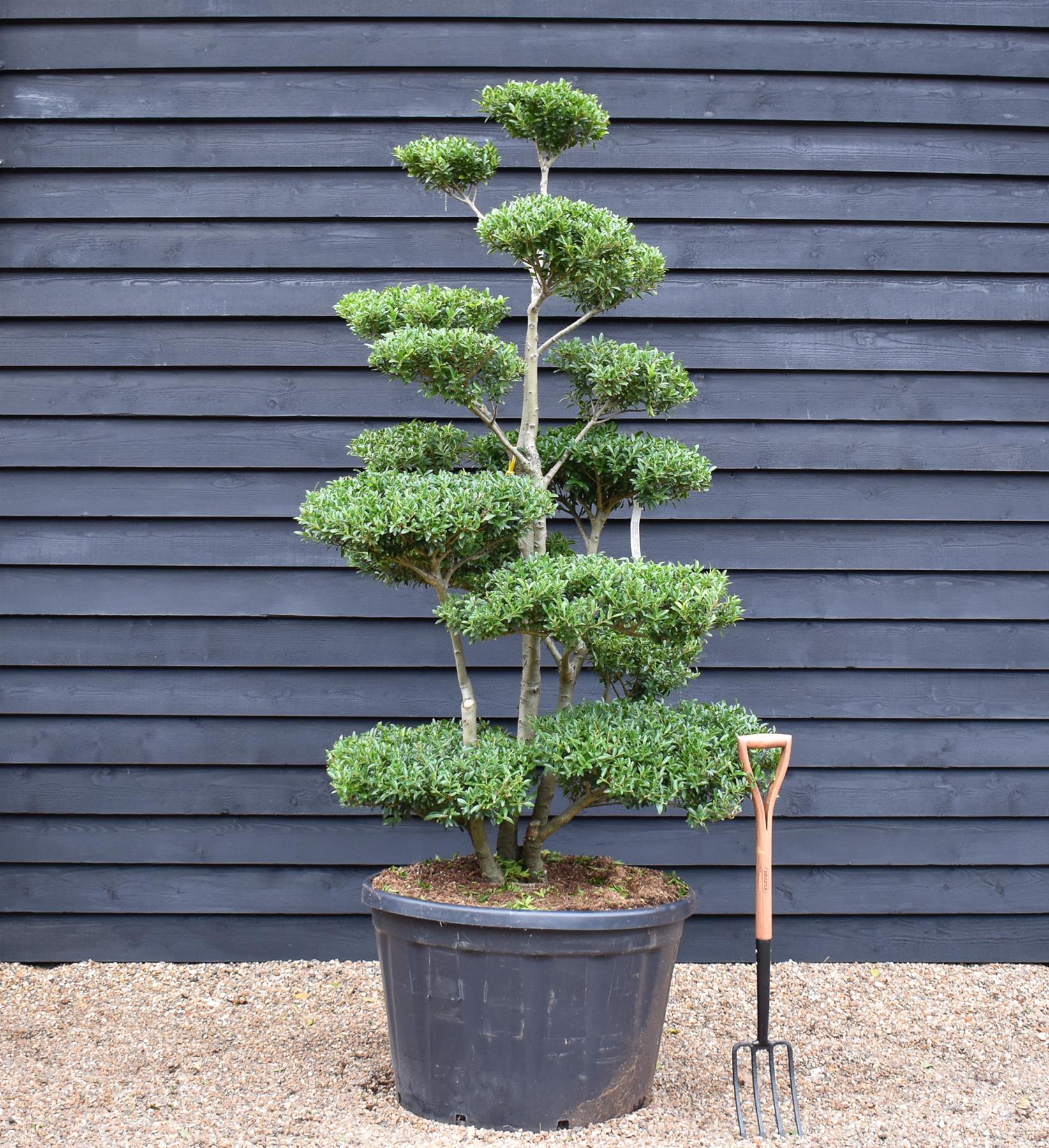japanese holly bonsai tree Ilex Crenata Blondie| Japanese Holly Cloud Tree - Bonsai - 200cm