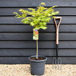 Acer shirasawanum 'Autumn Moon' | Clear Stem 50cm - Height 80-100cm -15lt