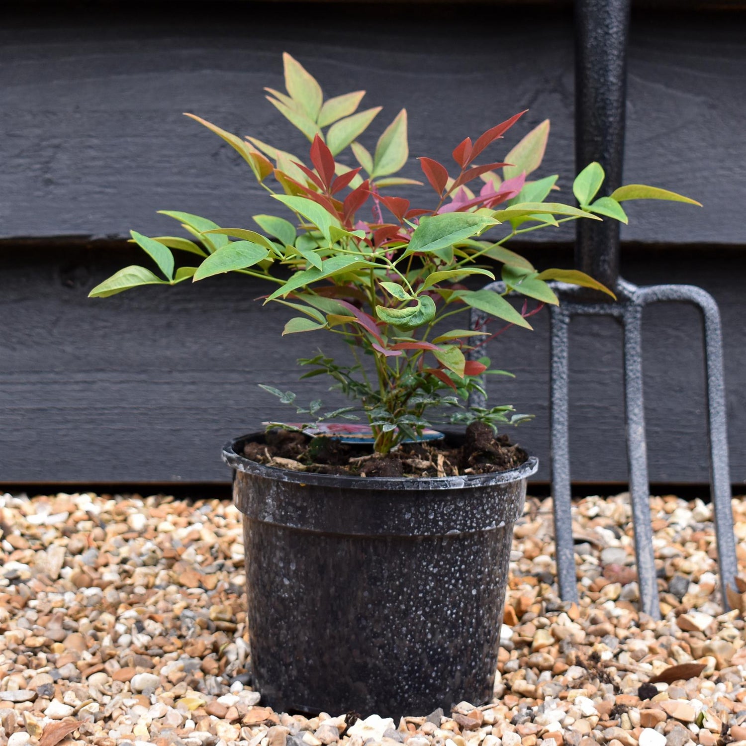 Nandina domestica Obsessed - Height 15-25cm - Bushy - 2lt