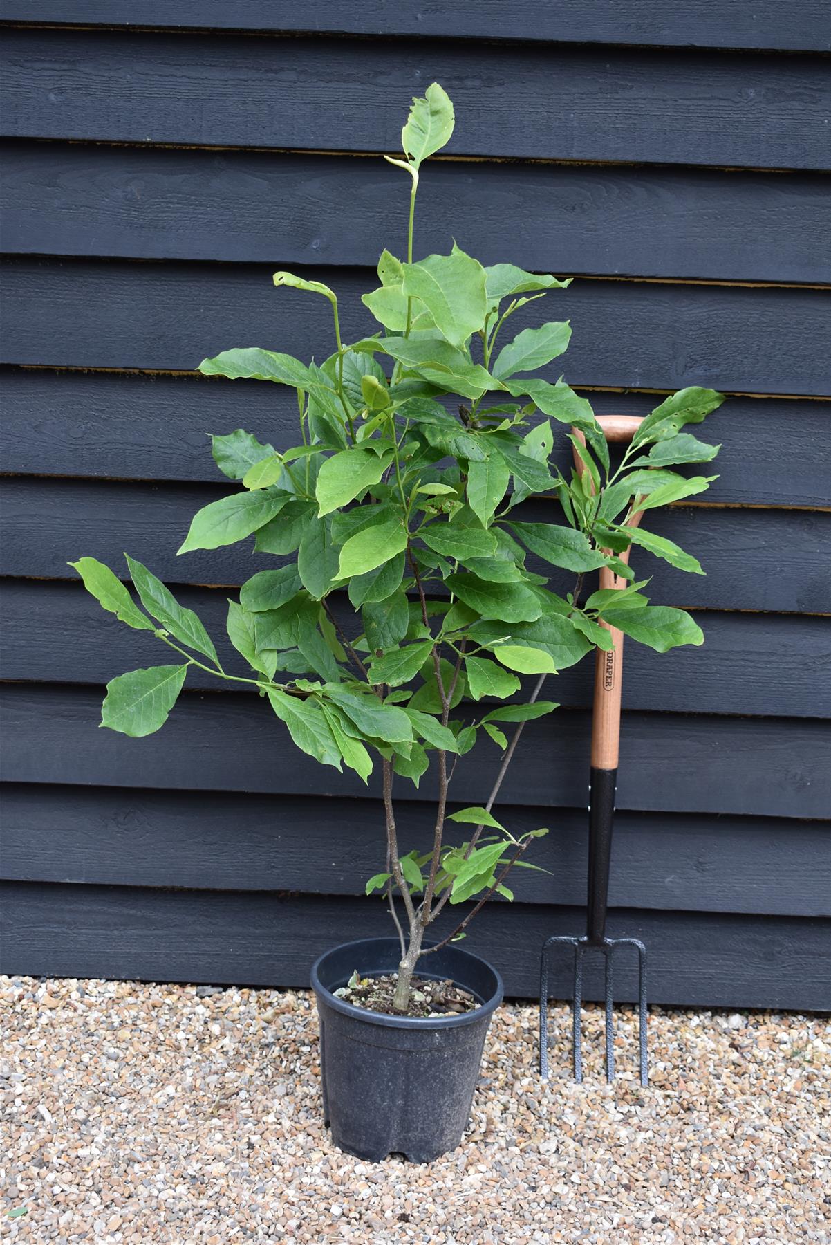 Magnolia x soulangeana | Saucer magnolia - Height 120-130cm - 10lt