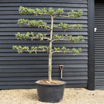 Malus Communis - Espalier - Apple Tree - 4 Branches - Height 280-290cm - Width 225-235cm - 230lt