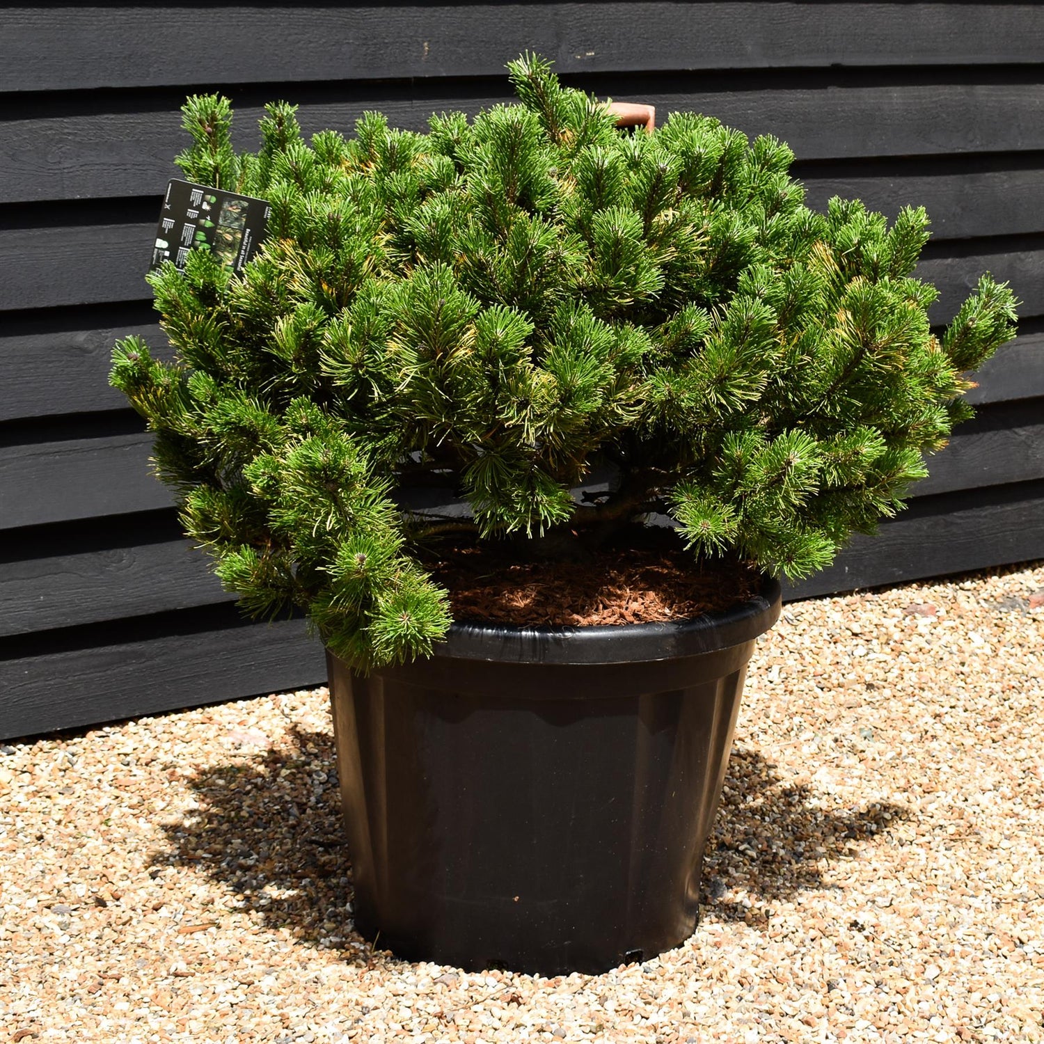 Pinus mugo 'Wintergold' - Height 60-70cm - Width90-100cm - 80lt