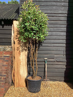 Photinia Red Robin | Christmas berry 'Little Red Robin' - Multi Stem - 250-260cm, 70lt