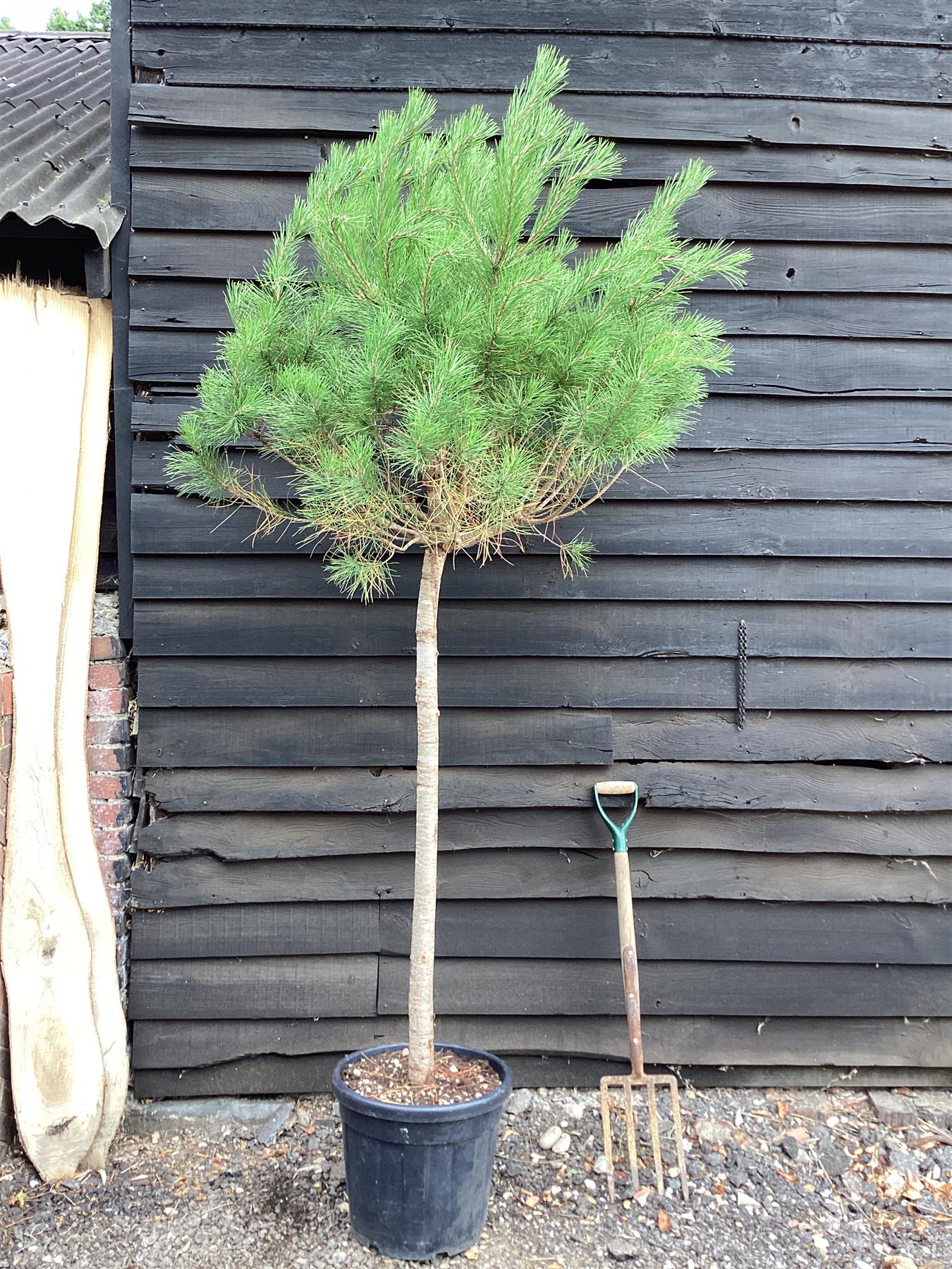 Pinus sylvestris 'Nana' - 70lt