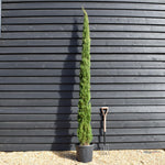 Cupressus sempervirens Totem | Italian Cypress ‘Totem’ - Height 260-280cm - 25lt