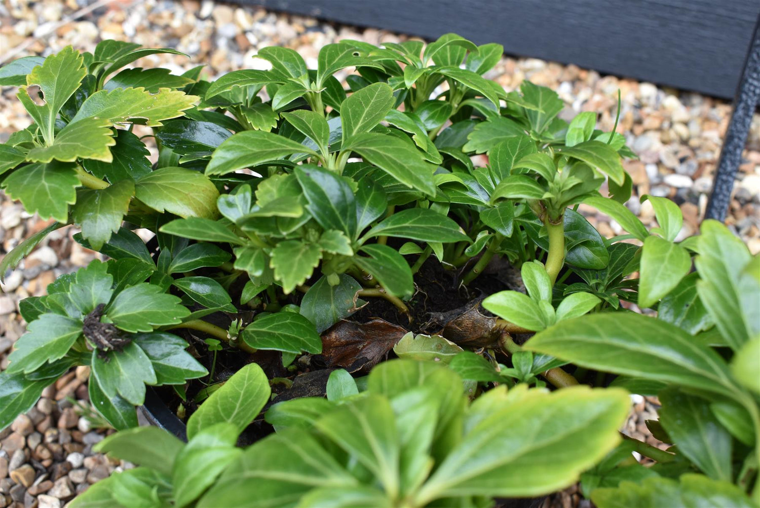 Japanese spurge | Pachysandra terminalis 'Green Carpet' - Height 10cm Width 10-20cm - 2lt