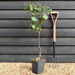Prunus domestica 'Claude d'Althan' - Plum Tree - Patio Rootstock - Height 80-100cm - 7lt