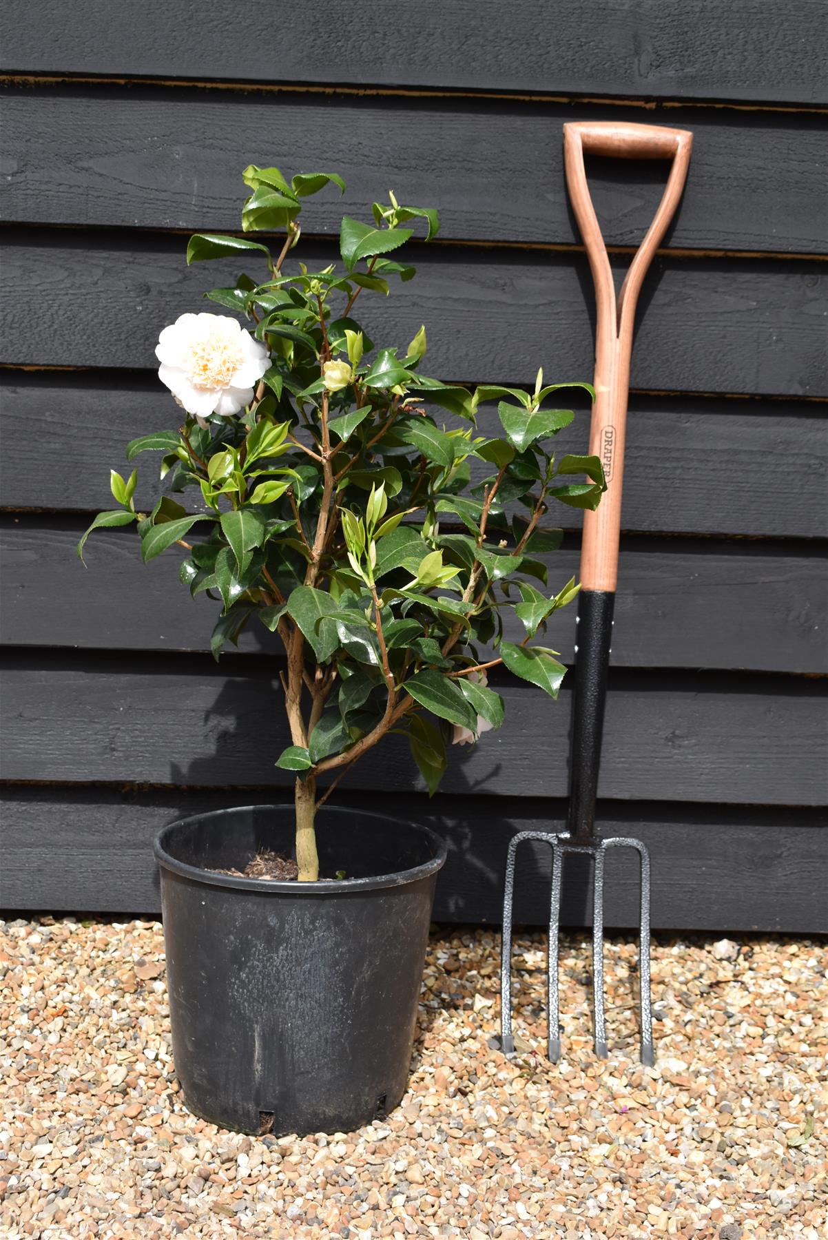 Camellia Brushfields Yellow - 60-70cm -12lt