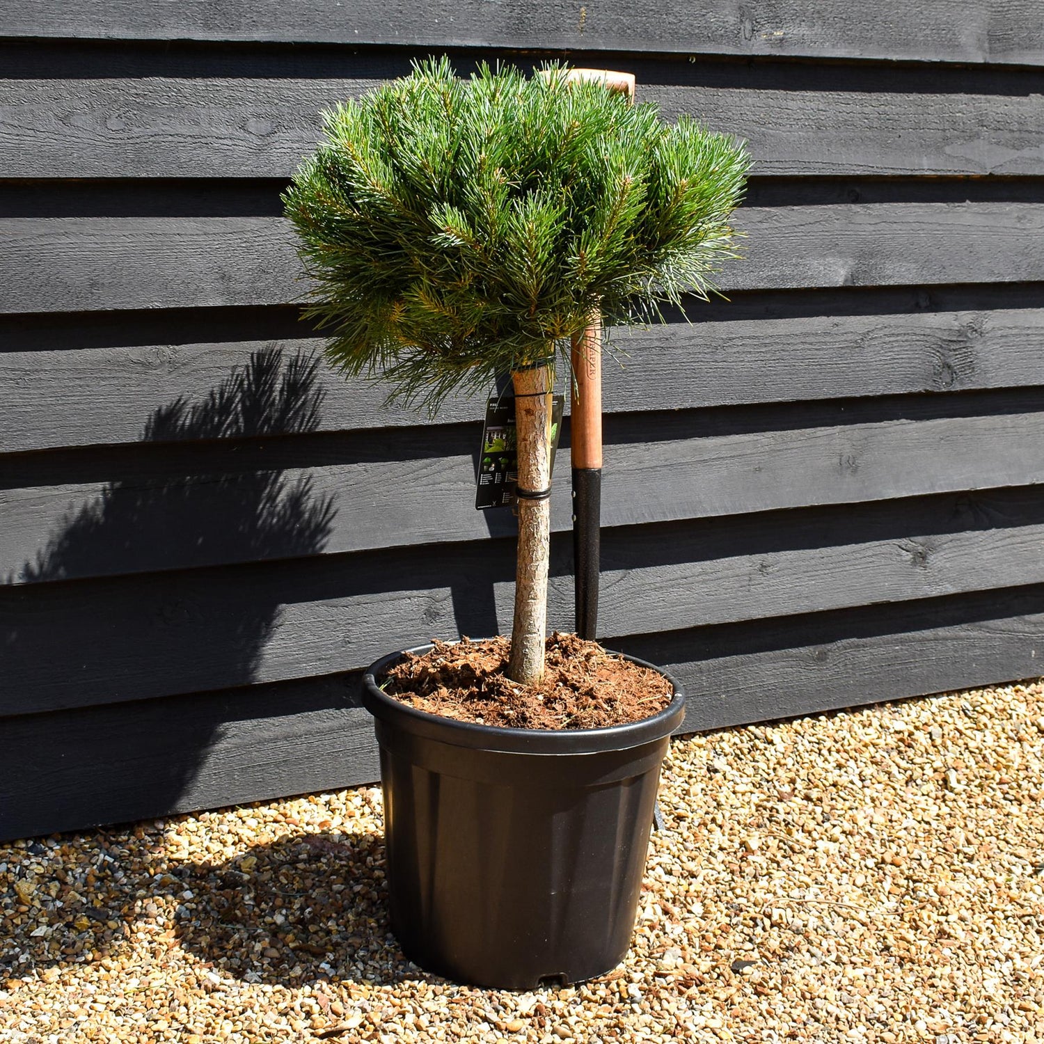 Pinus sylvestris 'Watereri' | Scots pine - Clear Stem 40cm - Girth 8-10cm - Height 60-70cm - Width 40-50cm - 20lt