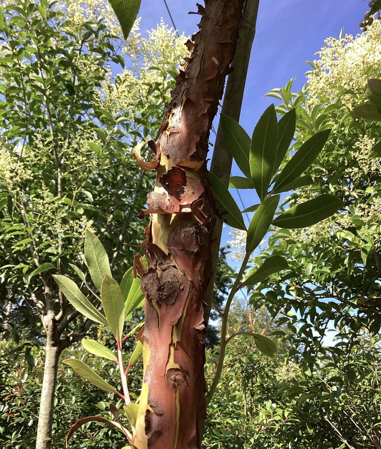 Arbutus unedo Tree |  Strawberry Tree - Standard - Girth 12-14cm - Height 330-350cm - 45lt