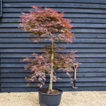 Acer palmatum 'Garnet' | Garnet Japanese Maple - Bushy - Height 180-200cm - 90lt