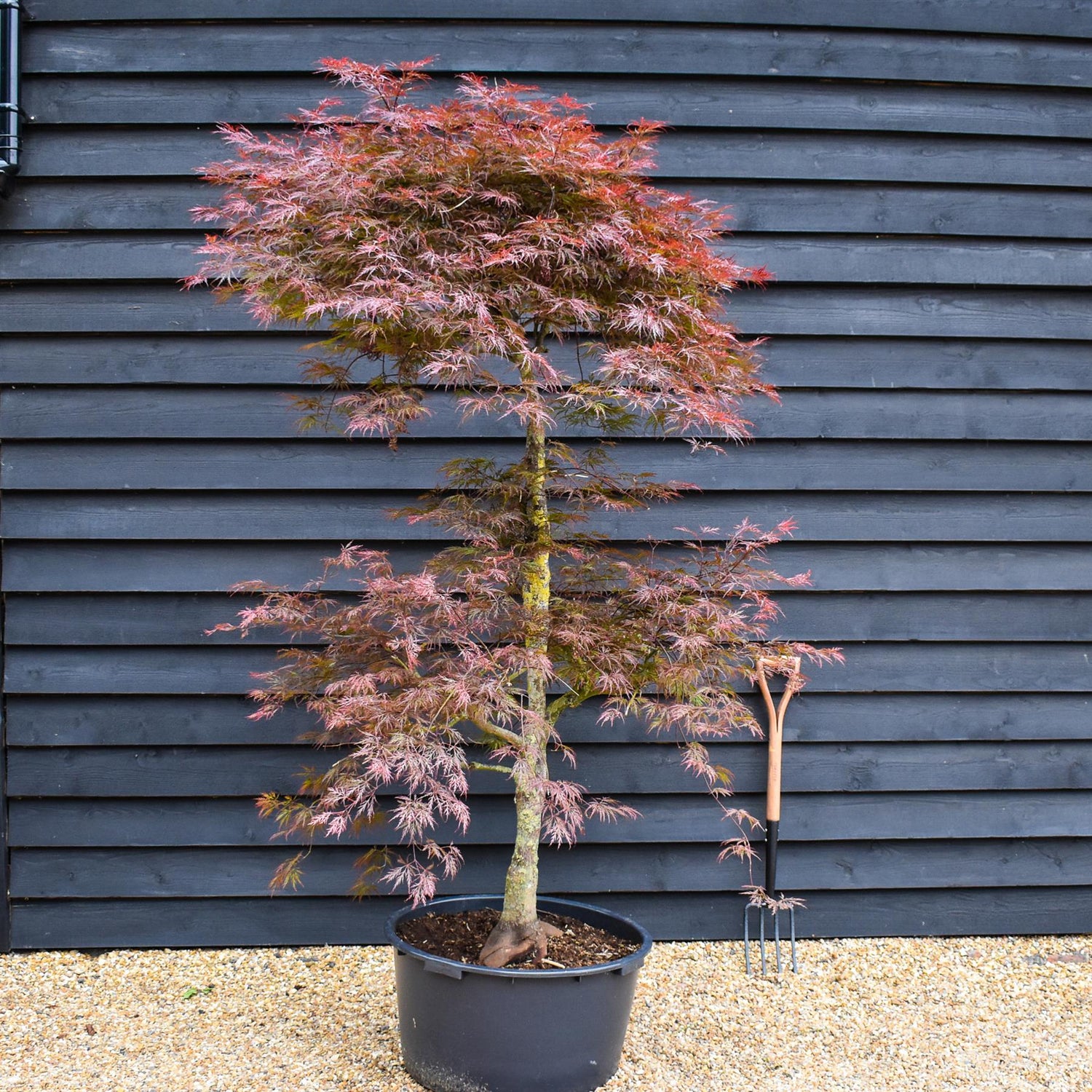 Acer palmatum 'Garnet' | Garnet Japanese Maple - Bushy - Height 180-200cm - 90lt