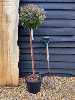 Photinia x fraseri Chico | Christmas Berry ‘Chico’ - Stem - ST80 - 170cm - 15lt