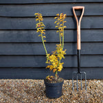 Shishi Gashira Maple | Acer palmatum 'Crispifolium' - Bushy - Height 60-80cm - 18-20lt
