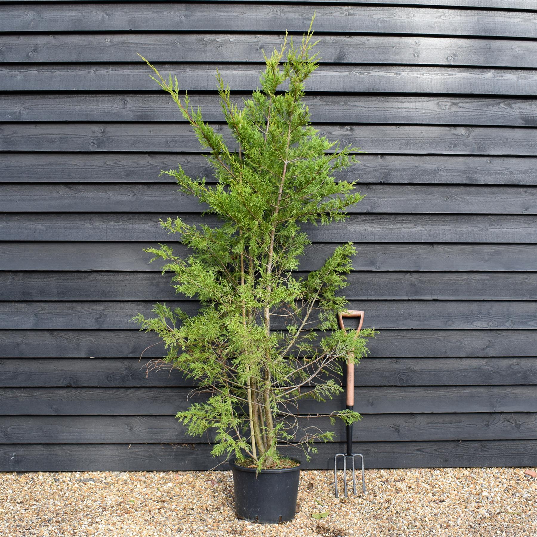【新品未開封】EVERGREEN LELAND STUDIO Leyland Cypress - 130-180cm, 20lt – Arundel Arboretum