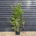 Cuprocyparis leylandii - Height 190-210cm - 20lt