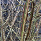 Euonymus alatus | Winged Spindle Tree - Bush - Large Shrub - Height 170-180cm - 90lt