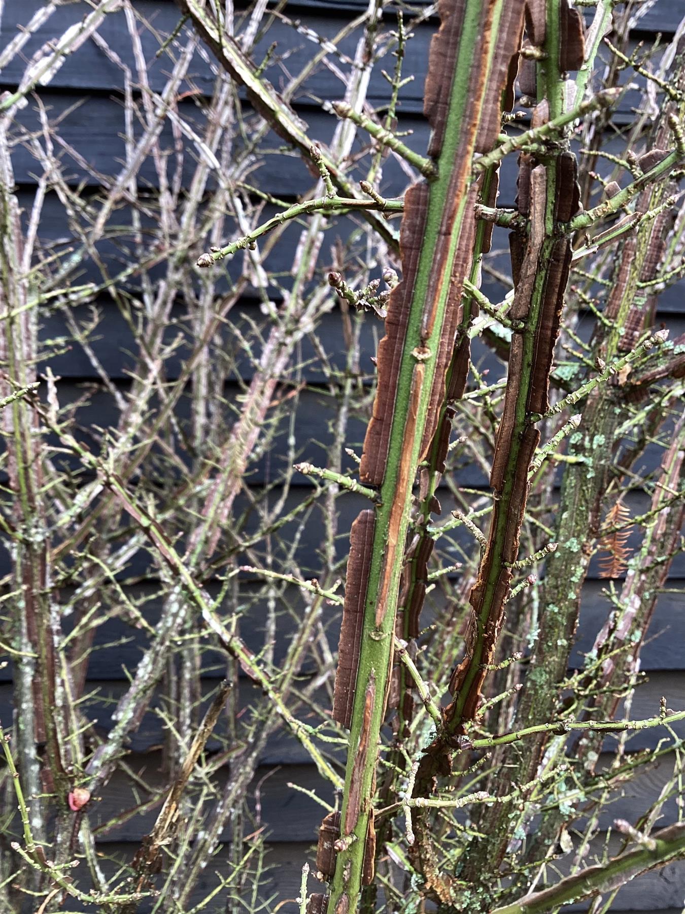 Euonymus alatus | Winged Spindle Tree - Bush - Large Shrub - Height 170-180cm - 90lt