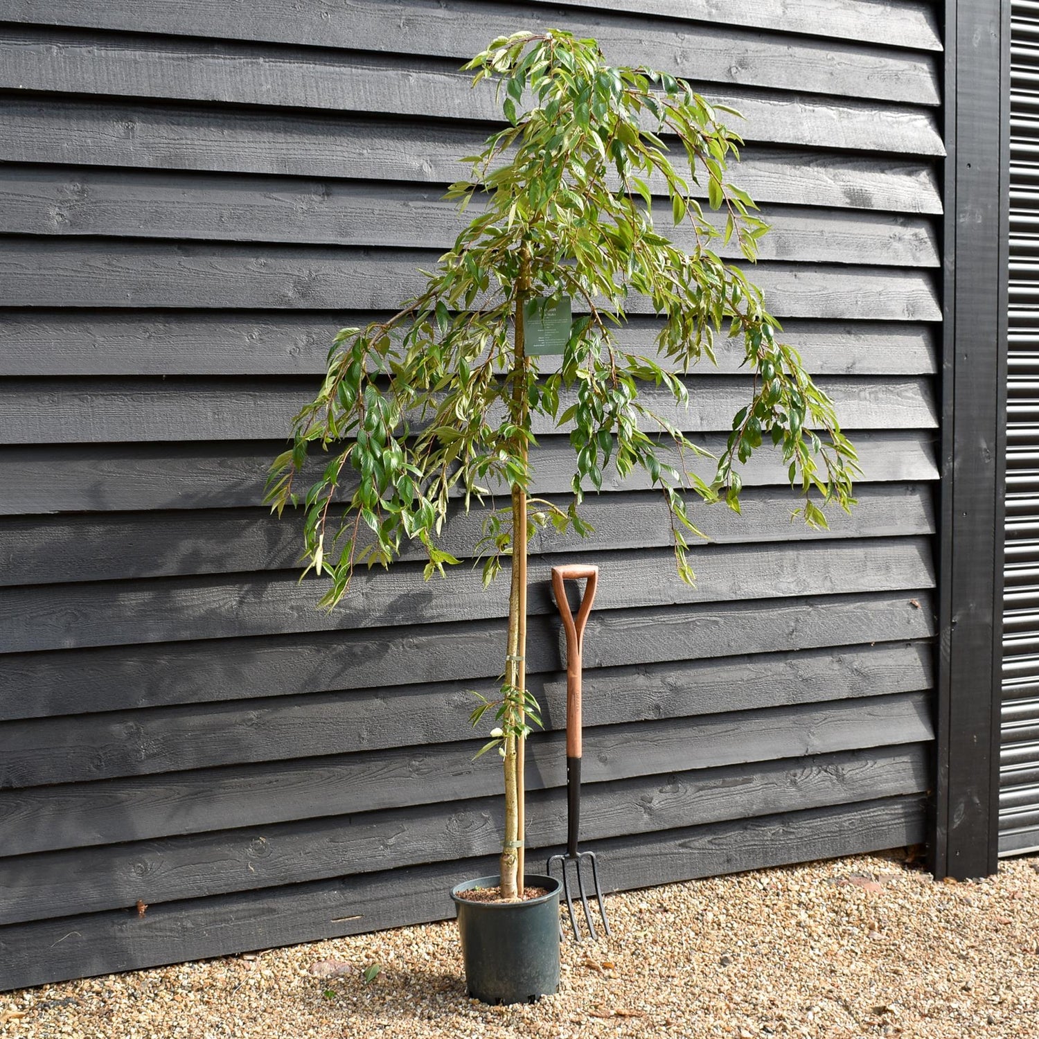 Prunus Marie Mallet |  Weeping Cherry 'Marie Mallet' - 150-200cm - 10lt