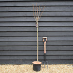 Prunus Kanzan | Cherry Kanzan - Clear Stem 120cm - Girth 6-8cm - Height 160-200cm - 10lt