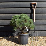 Pinus uncinata 'Heideperle' | Mountain pine - Height 40-50cm - Width 20cm - 11lt