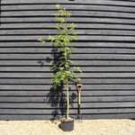 Sorbus aucuparia | European Mountain Ash 1/2 std, Clear Stem - Height 180-200cm - 20lt