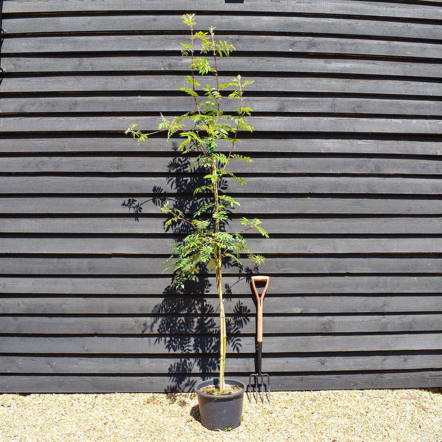 Sorbus aucuparia | European Mountain Ash 1/2 std, Clear Stem -  Height 180-200cm - 20lt