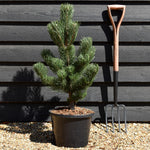 Pinus nigra 'Oregon Green' | Austrian pine 'Oregon Green' - Height 70-80cm - 12lt