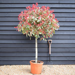 Photinia Pink Marble ('Cassini') | Christmas Berry Pink Marble - 35lt
