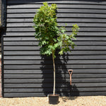Acer pseudoplatanus 'Brilliantissimum' | Shrimp-Leaved Sycamore | Maple - Height 200-250cm - Girth 8-10cm - 20lt
