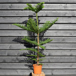 Norfolk Island Pine - Araucaria 'Heterophylla' - House Plant - Height 120-130cm - Width 90-70cm - Pot 20cm