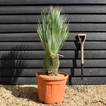 Yucca rostrata - Shrub - Height 80 - 100cm - 45lt