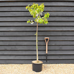 Cherry tree 'Summit' | Prunus avium 'Summit' - Half Standard - Height 150-180cm - 20lt