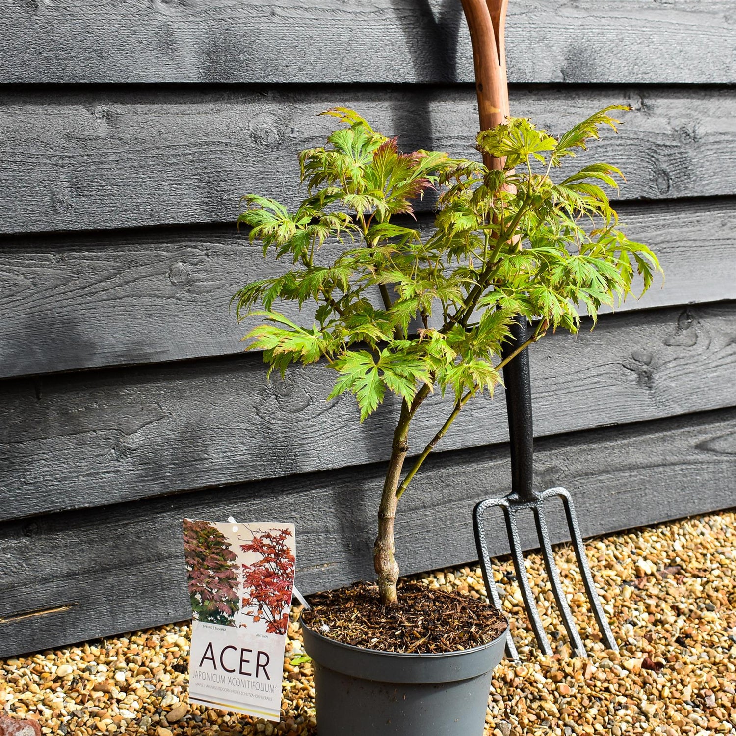 Acer japonicum 'Aconitifolium' | Downy Japanese maple - Height 50-70cm - 4lt