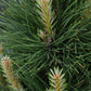 Pinus Nigra 'Green Tower' | Austrian pine  - Height 75cm - Width 40-60cm - 11lt