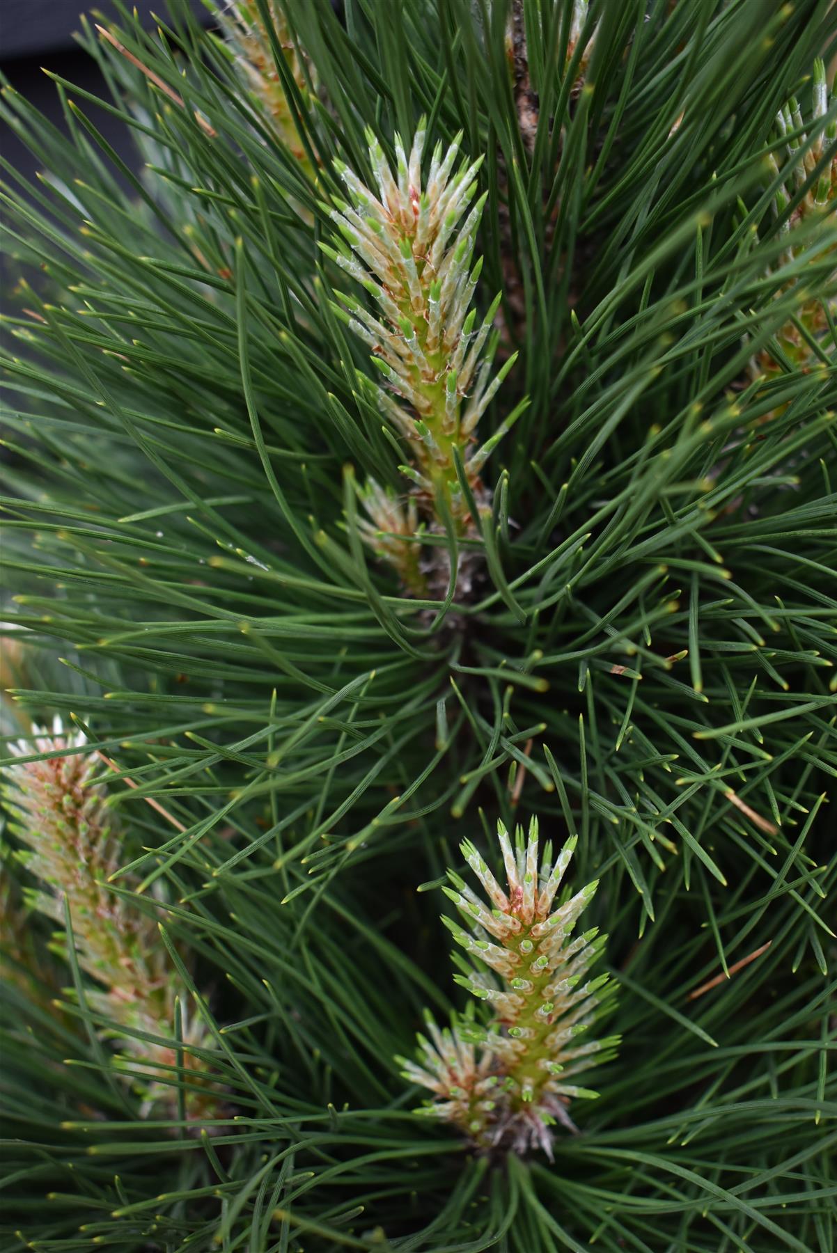 Pinus Nigra 'Green Tower' | Austrian pine  - Height 75cm - Width 40-60cm - 11lt