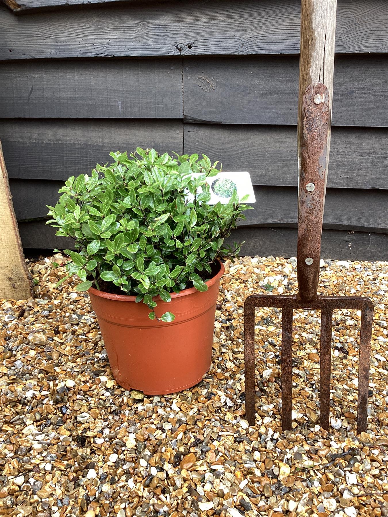 Pittosporum tenuifolium 'Golf Ball' - 30cm - 7lt
