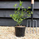 Ceanothus Autumnal Blue | Californian lilac ‘Autumnal Blue' - 15-35cm, 2lt