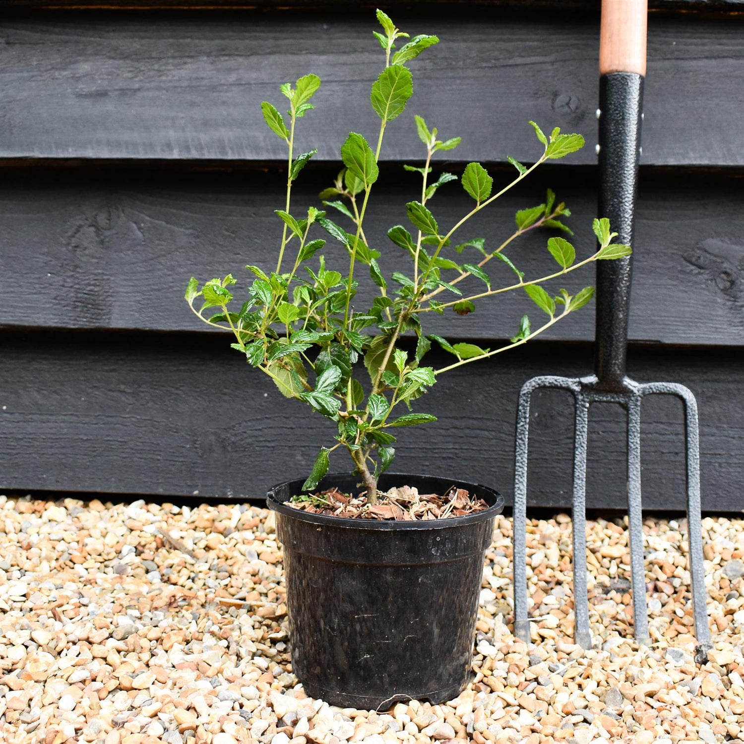 Ceanothus Autumnal Blue | Californian lilac ‘Autumnal Blue' - 15-35cm, 2lt
