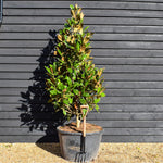 Magnolia grandiflora - Bushy Tree - Height - 210-240cm - 160lt