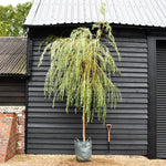 Salix Chrysocoma | Golden Weeping Willow - Clear Stem - Standard - Girth 10-12cm - Height 370-390cm - 70lt