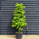 Dawn redwood Amber Glow | Metasequoia glyptostroboides - Topped - Height 200cm - 90lt