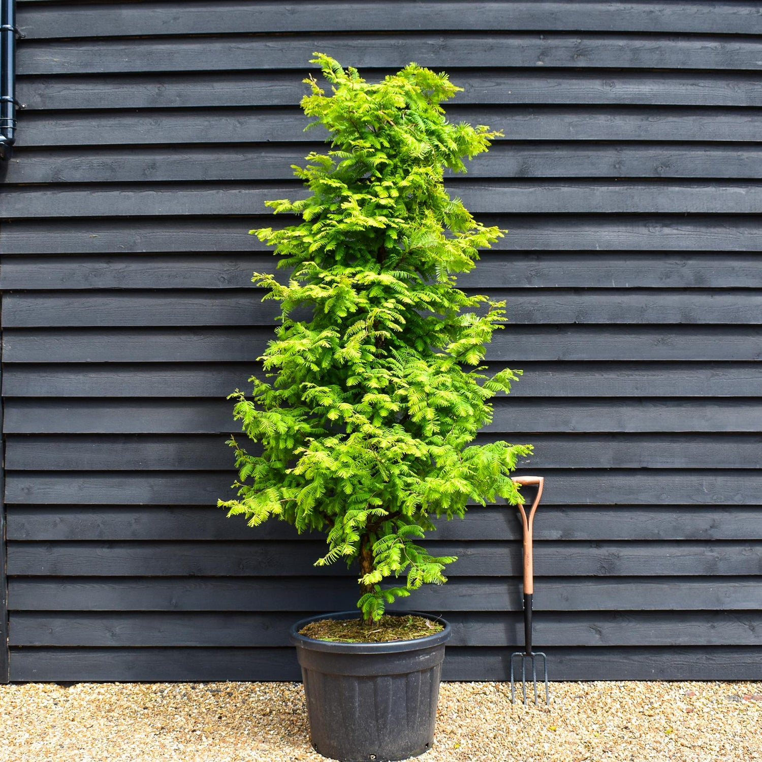 Dawn redwood Amber Glow | Metasequoia glyptostroboides - Topped - Height 200cm - 90lt