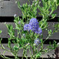 Ceanothus Skylark | Californian lilac ‘Skylark’ - 20-25cm, 2-3lt