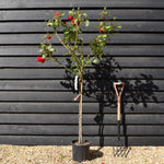 Rose 'Vermiglio Intenso' - Clear Stem 80-90cm - Height 130-160cm - 18lt