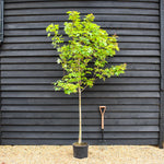 Acer rubrum Redpointe 1/2 std | Redpointe Red Maple - 180-220cm, 20lt